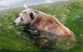 The brown bear swims in the water