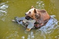 Brown bear