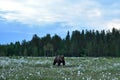 Brown bear in taiga landscape Royalty Free Stock Photo