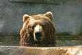 Brown Bear Taking A Bath Royalty Free Stock Photo