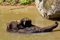 Brown bear taking bath Royalty Free Stock Photo