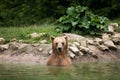 Brown bear taking a bath in the lake Royalty Free Stock Photo