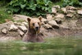 Brown bear taking a bath in the lake Royalty Free Stock Photo