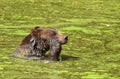 Brown Bear Royalty Free Stock Photo