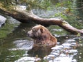 Brown bear taking a bath in the pond in the park Royalty Free Stock Photo
