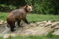 Brown bear after taking a bath Royalty Free Stock Photo