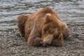 Brown Bear Taking a Nap