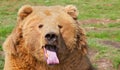Brown Bear Tongue Royalty Free Stock Photo