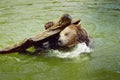 Brown bear tool kit: A log for scratching