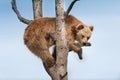 Brown bear on tree Royalty Free Stock Photo