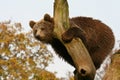 Brown bear on a tree Royalty Free Stock Photo