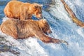 Brown bear trying to catch jumping salmon at Brooks falls, Katmai National Park, Alaska Royalty Free Stock Photo