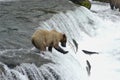 Brown bear trying to catch salmon Royalty Free Stock Photo