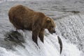 Brown bear trying to catch salmon Royalty Free Stock Photo