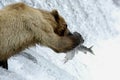 Brown bear trying to catch salmon