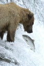 Brown bear trying to catch salmon Royalty Free Stock Photo