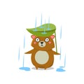 Brown Bear Under Rain