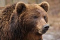 Brown bear, Ursidae