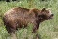 Brown bear / Ursus arctos Royalty Free Stock Photo