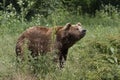 Brown bear / Ursus arctos Royalty Free Stock Photo