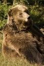 Brown bear / Ursus arctos Royalty Free Stock Photo