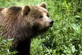 Brown bear / Ursus arctos