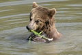 Brown bear, ursus arctos Royalty Free Stock Photo