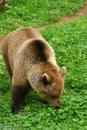 Brown Bear (Ursus arctos)