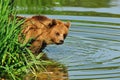 Brown bear (Ursus arctos)