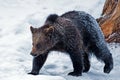 Brown Bear (Ursus arctos)