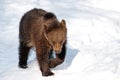 Brown Bear (Ursus arctos)