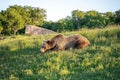 A brown bear, Ursus arctos, appears threateningly from the front on a summer day, strolling across green grass with Royalty Free Stock Photo