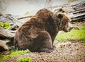 Brown bear - Ursus arctos arctos - posing and eating apples, animal scene Royalty Free Stock Photo