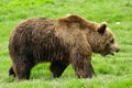 Brown bear - Ursus arctos