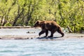 Brown bear Ursus arctos beringianus fishing in the Kurile lake, Kamchatka, Russia