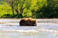 Brown bear Ursus arctos beringianus sleeping on the Kurile Lake. Kamchatka Peninsula, Russia