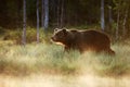 The brown bear Ursus arctos big male walking along the shore of the lake against the light. Bear in the golden haze of the Royalty Free Stock Photo