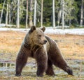 Brown Bear Ursus arctos on a bog. Spring forest. Royalty Free Stock Photo