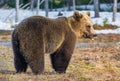 Brown Bear Ursus arctos on a bog Royalty Free Stock Photo