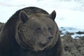 Brown bear - Ursus arctos