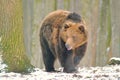 Brown bear - Ursus arctos