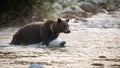 Brown bear crossing the river in autumn morning nature