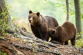 Brown bear cub kneeling by its mother and drinking milk in green forest