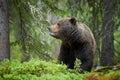 Brown Bear, Ursus arctos, in deep green european forest