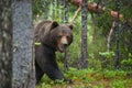 Brown Bear, Ursus arctos, in deep green european forest Royalty Free Stock Photo