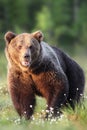 Brown bear Ursus arctos in the Finnish taiga. A large male with foam at the muzzle. Frontal portrait. Big bear photographed face