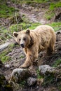 Brown Bear Royalty Free Stock Photo