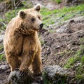 Brown Bear Royalty Free Stock Photo
