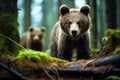 Brown bear (Ursus arctos) in the forest