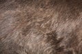 Brown bear (Ursus arctos) fur texture. Royalty Free Stock Photo